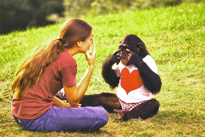 ნიმ ჩიმპსკი, მაიმუნი რომელმაც 150 სიტყვა ისწავლა ამერიკულ ნიშნების ენაზე