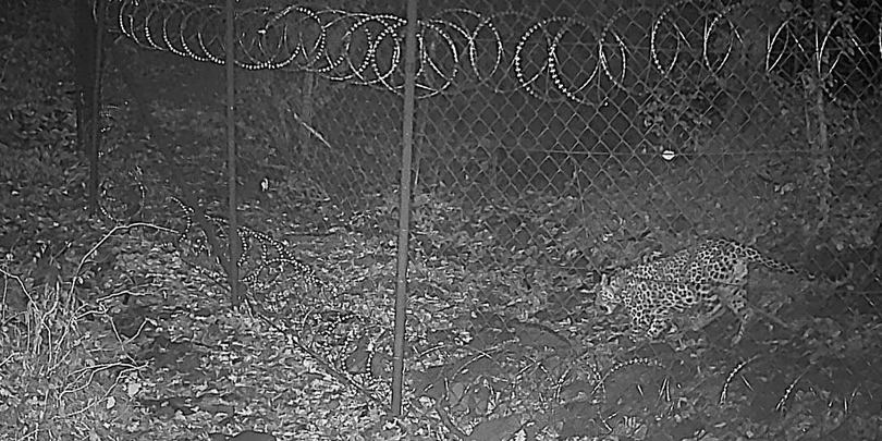 ლეოპარდი