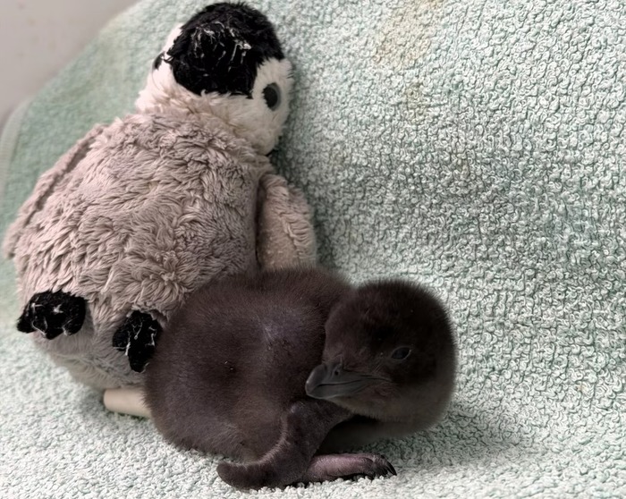 ჰენრი თავის სათამაშოსთან ერთად