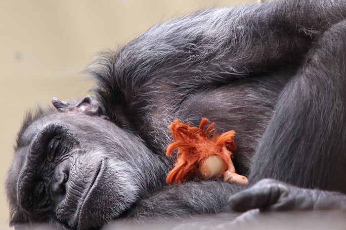 ფოქსი სათამაშოსთან ერთად