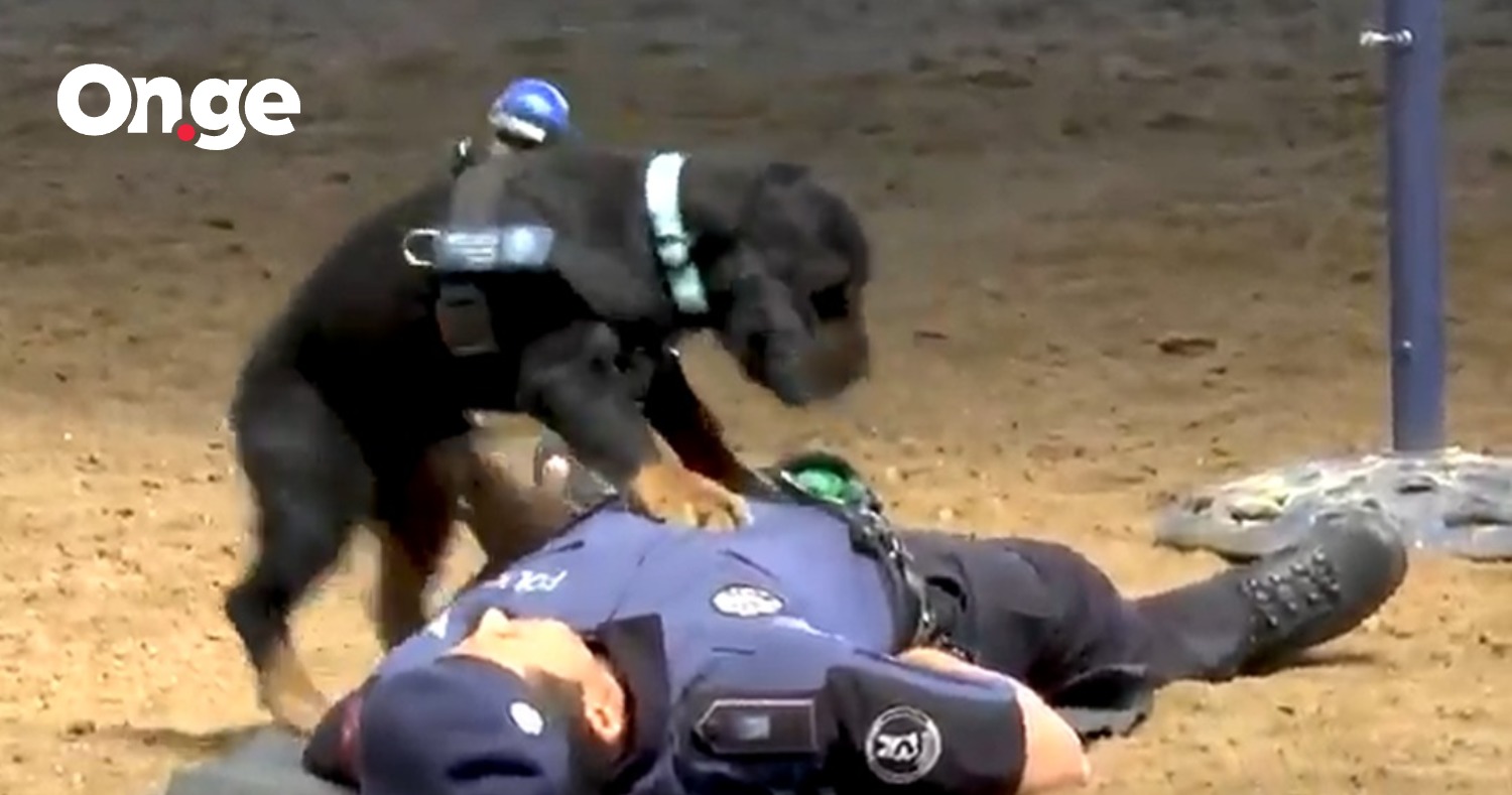 Познакомьтесь с мопсом Пончо — который оказал первую помощь полицейскому